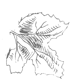 Disegno di una foglia di vite