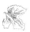 Disegno di una foglia di vite
